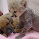 Illustration for article titled This tiny cheetah and his puppy friend will make your day better.